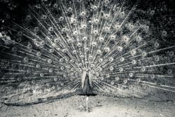 Foto tirada por Paulo Bittencourt, livre-pensador, humanista e ateísta